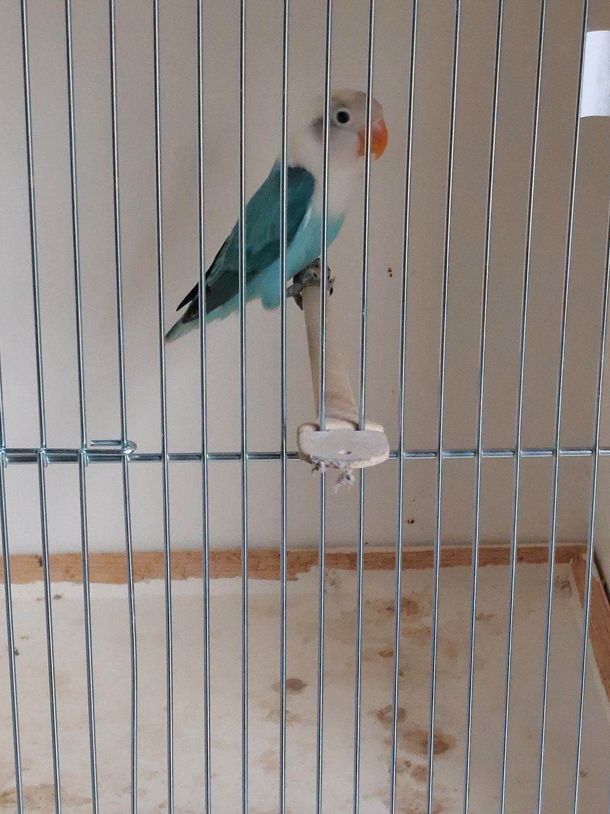 fischeri blauw opaline vrouw, Dieren en Toebehoren