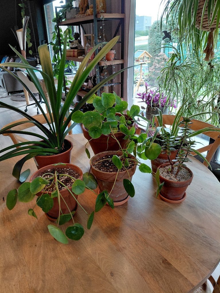Gezonde kamerplanten met terracotta pot, Maison & Meubles, Enlèvement, Autres espèces, En pot