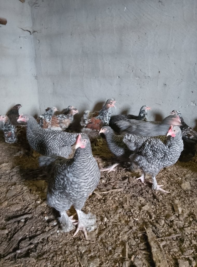 hanen Mechelse koekoek, Dieren en Toebehoren