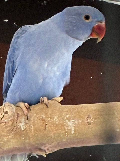 Halsbandparkieten, Animaux & Accessoires, Oiseaux | Perruches & Perroquets