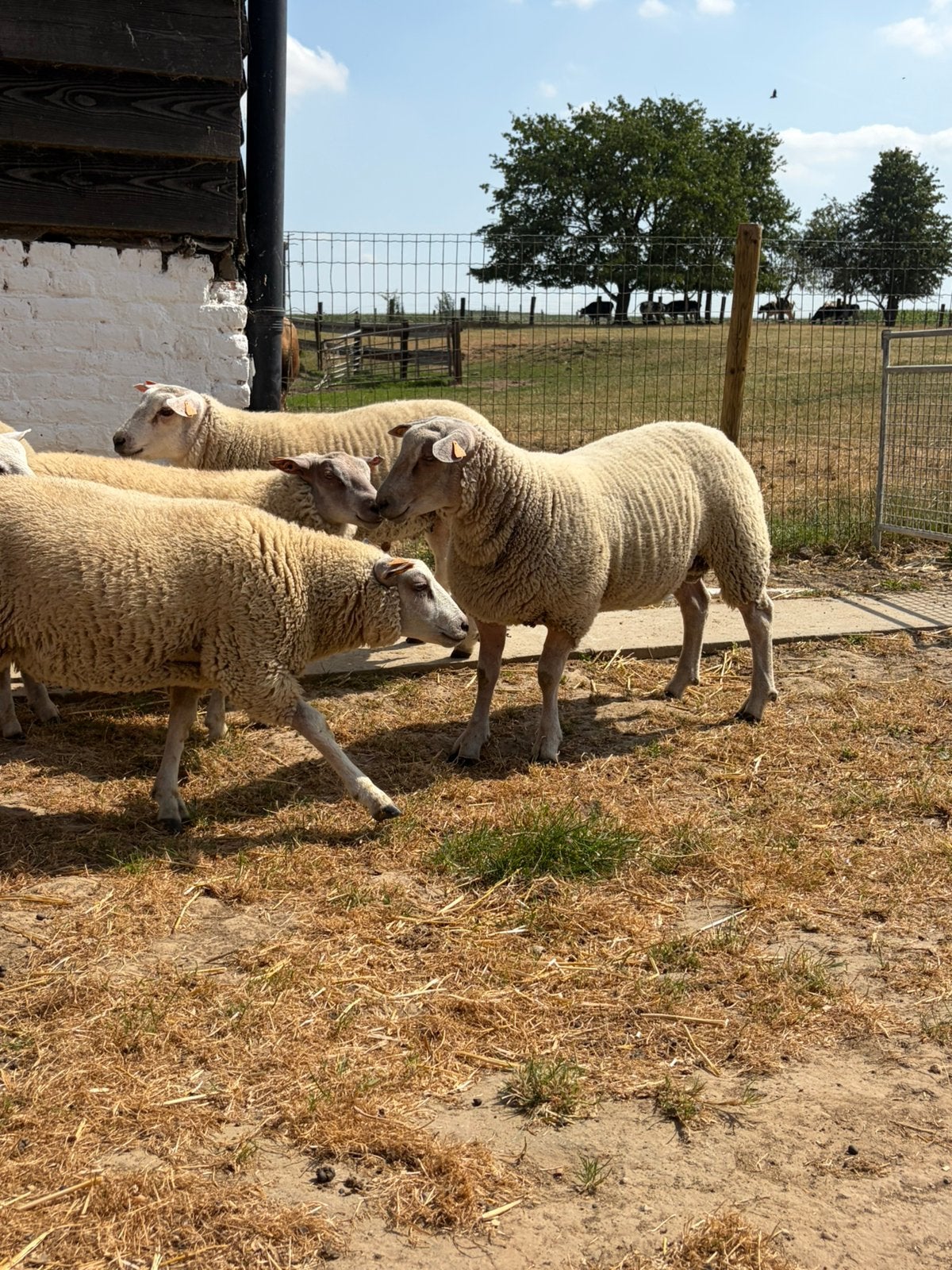 Dekbokken te koop, Dieren en Toebehoren, Pony's, Met stamboom