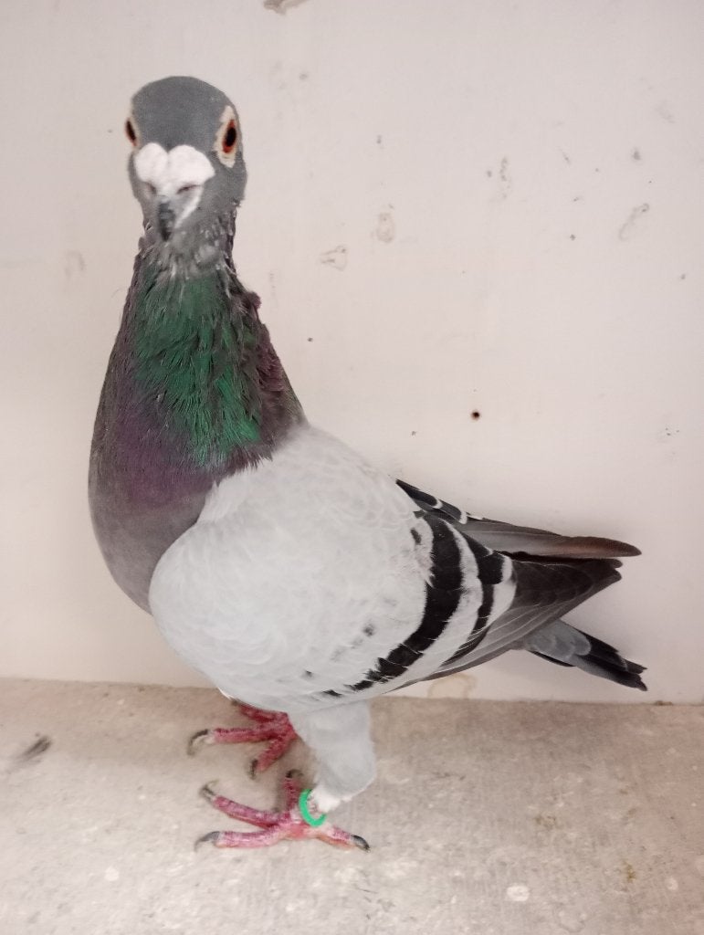 Coq reproducteur ! ! ! !, Mâle, Pigeon voyageur
