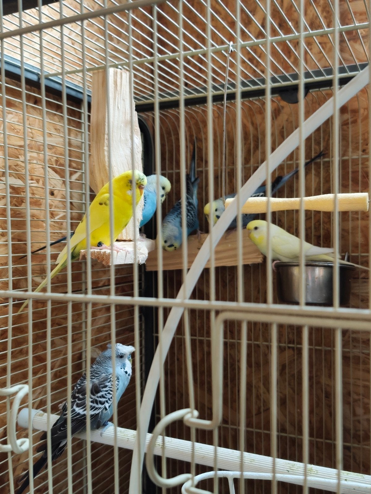 parkieten +kooi, Plusieurs animaux, Perruche