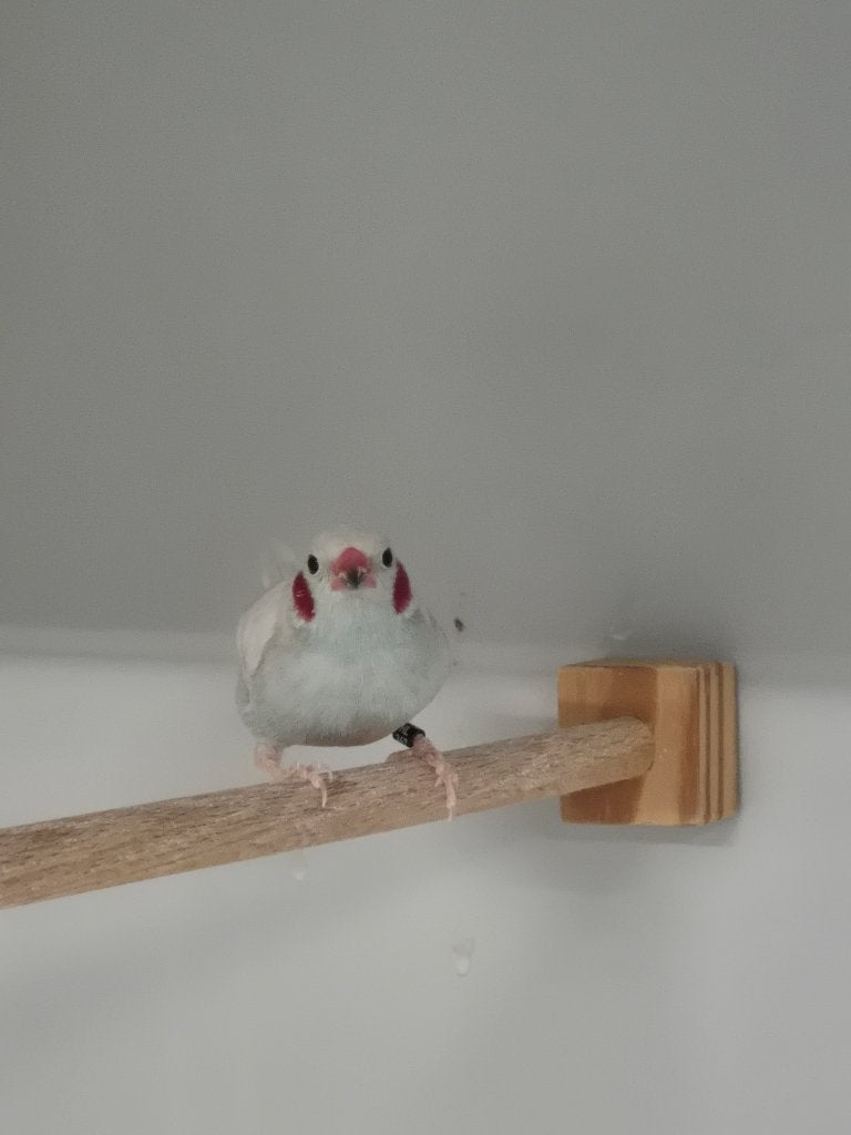 Blauwfazant - mutatie, Dieren en Toebehoren, Mannelijk, Tropenvogel, Tam