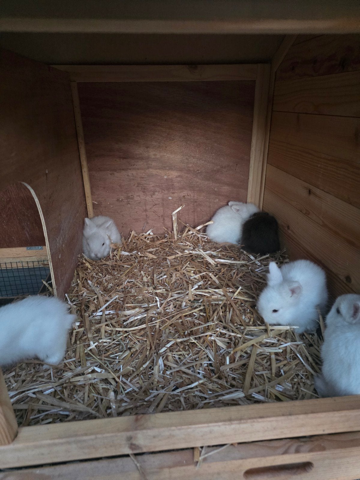 kleine konijntje te koop, Dieren en Toebehoren, Konijnen, Meerdere dieren, Klein, 0 tot 2 jaar