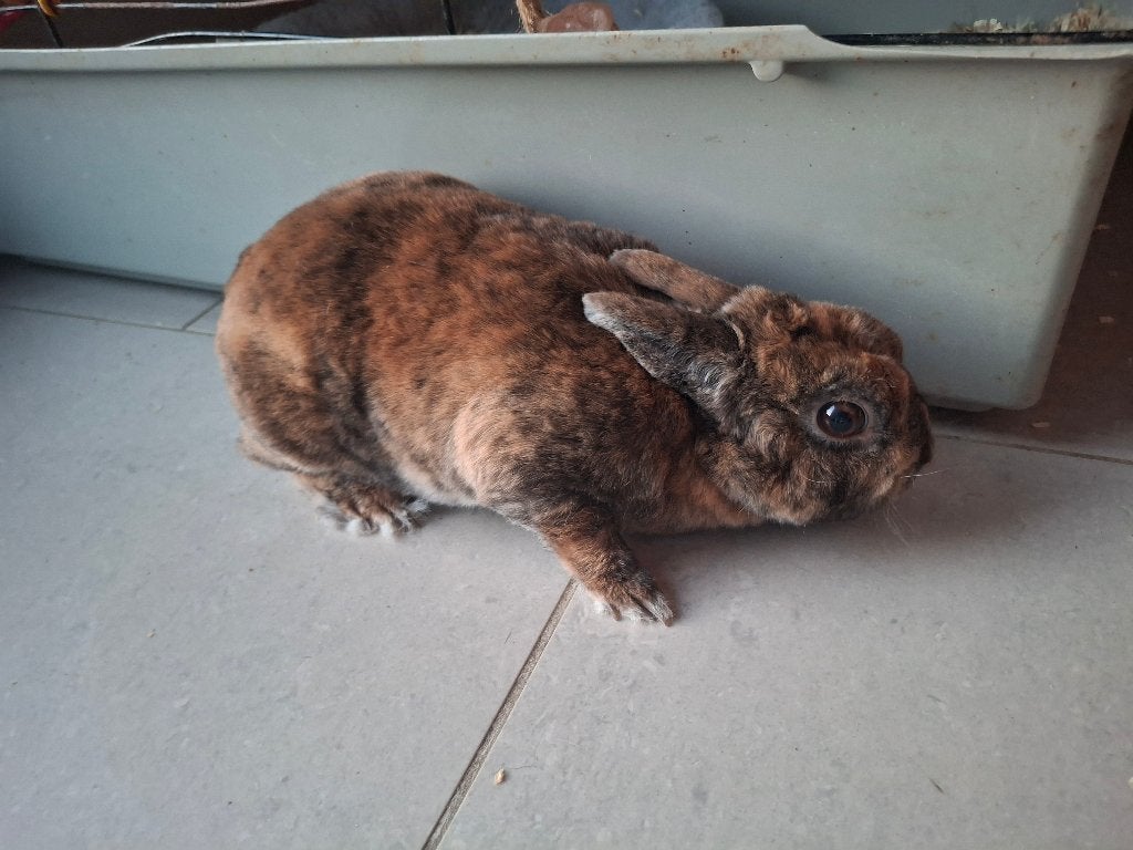 Lapin rex mini, Mâle, Nain, 0 à 2 ans