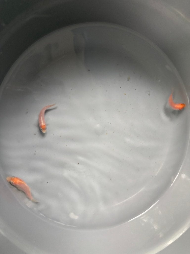 Koi 5 cm, Dieren en Toebehoren, Vissen | Vijvervissen, Karper of Koi