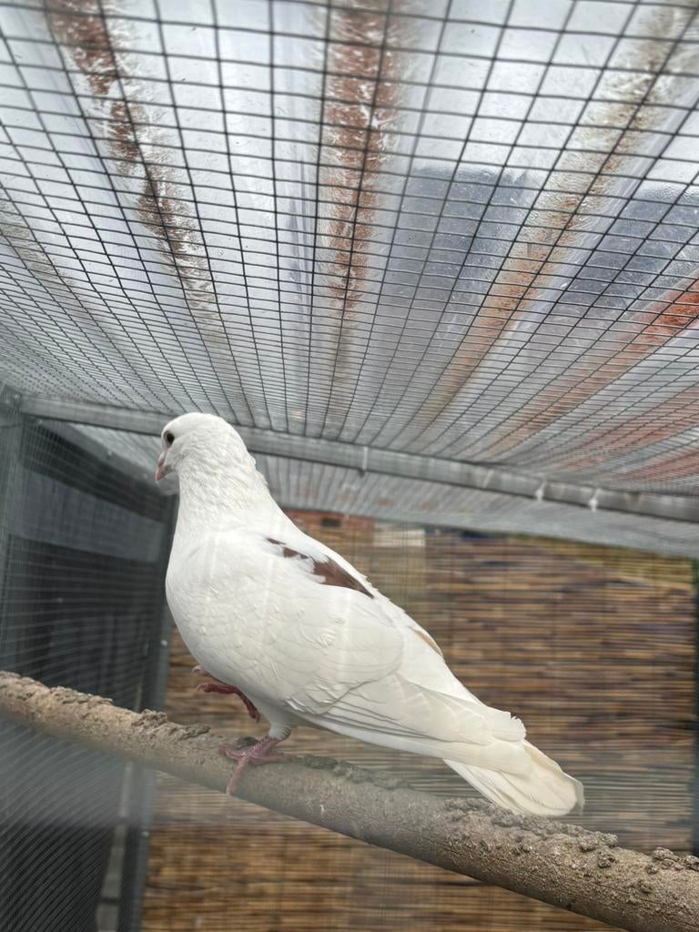 Sierduifjes, Dieren en Toebehoren, Meerdere dieren, Overige soorten