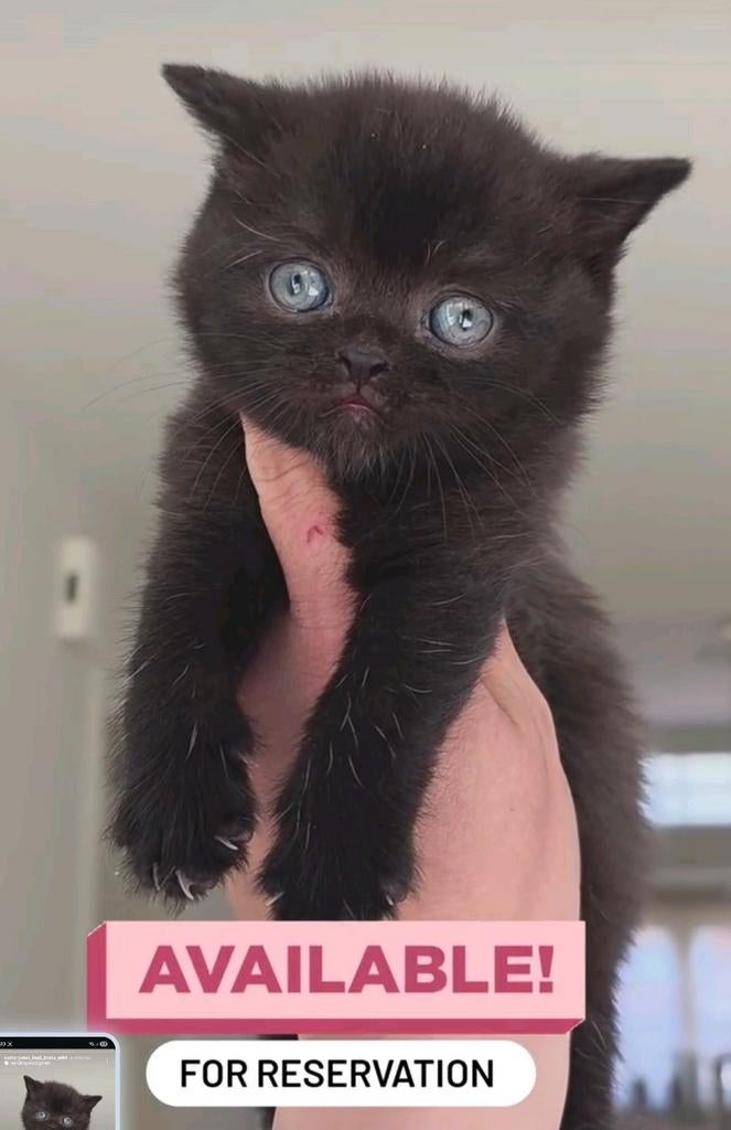 Chatons britanniques à poil court, Plusieurs animaux, Avec puce électronique, 0 à 2 ans