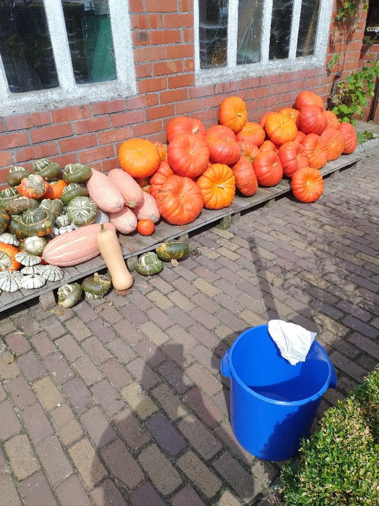 pompoenen, Tuin en Terras, Ophalen, Nieuw