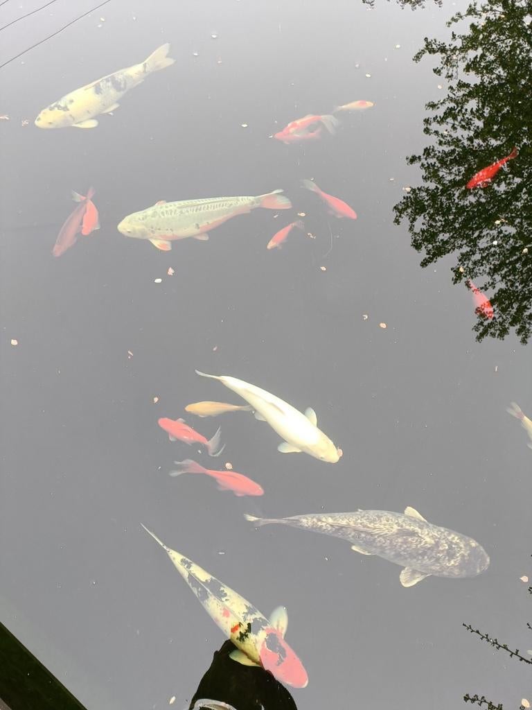 Gratis vissen +- 15 dringend weg/enkel de oranje op foto, Dieren en Toebehoren