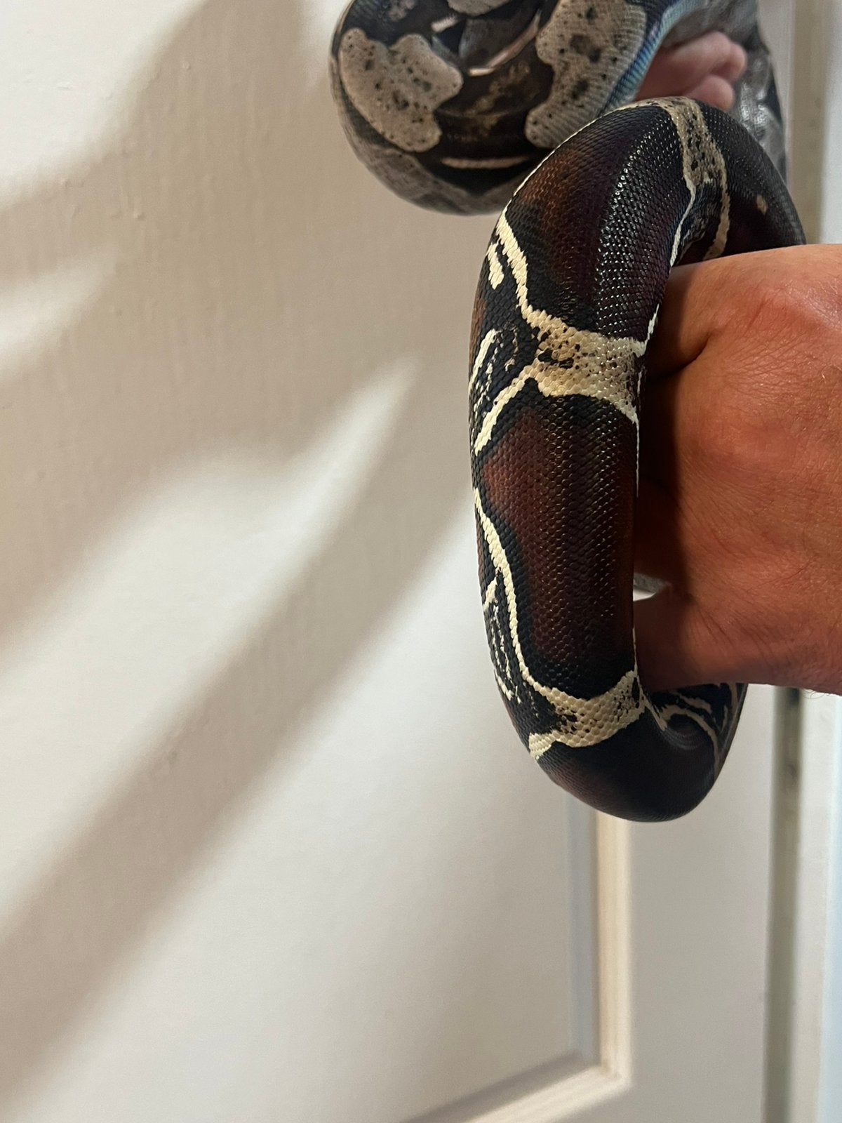 boa constrictor constrictor guyana f1, Autres espèces