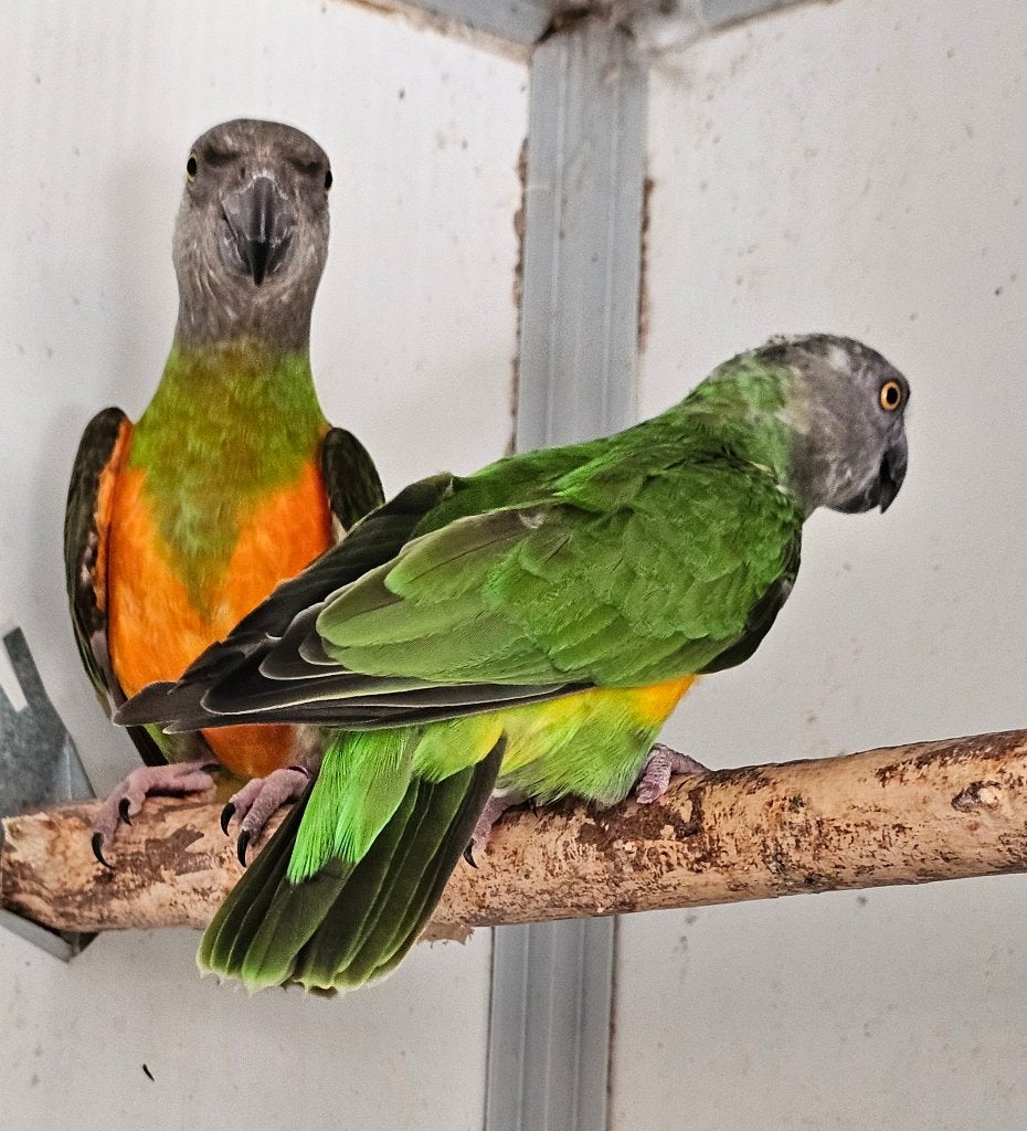 Koppel bonte boeren, Meerdere dieren, Papegaai, Geringd