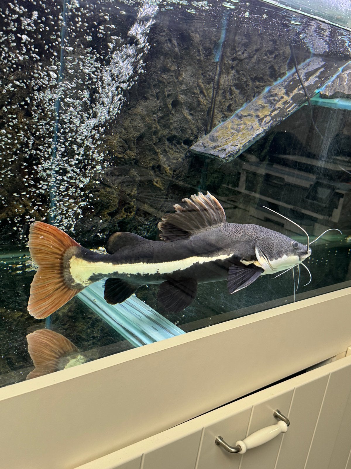 Redtail catfish, Dieren en Toebehoren, Vissen | Aquariumvissen