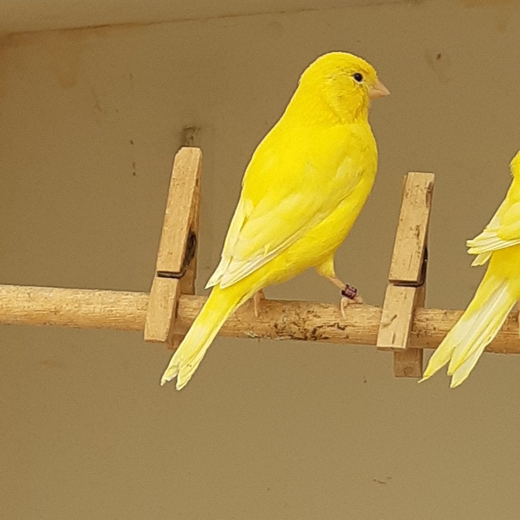 Kanaries, Dieren en Toebehoren, Kleurkanarie