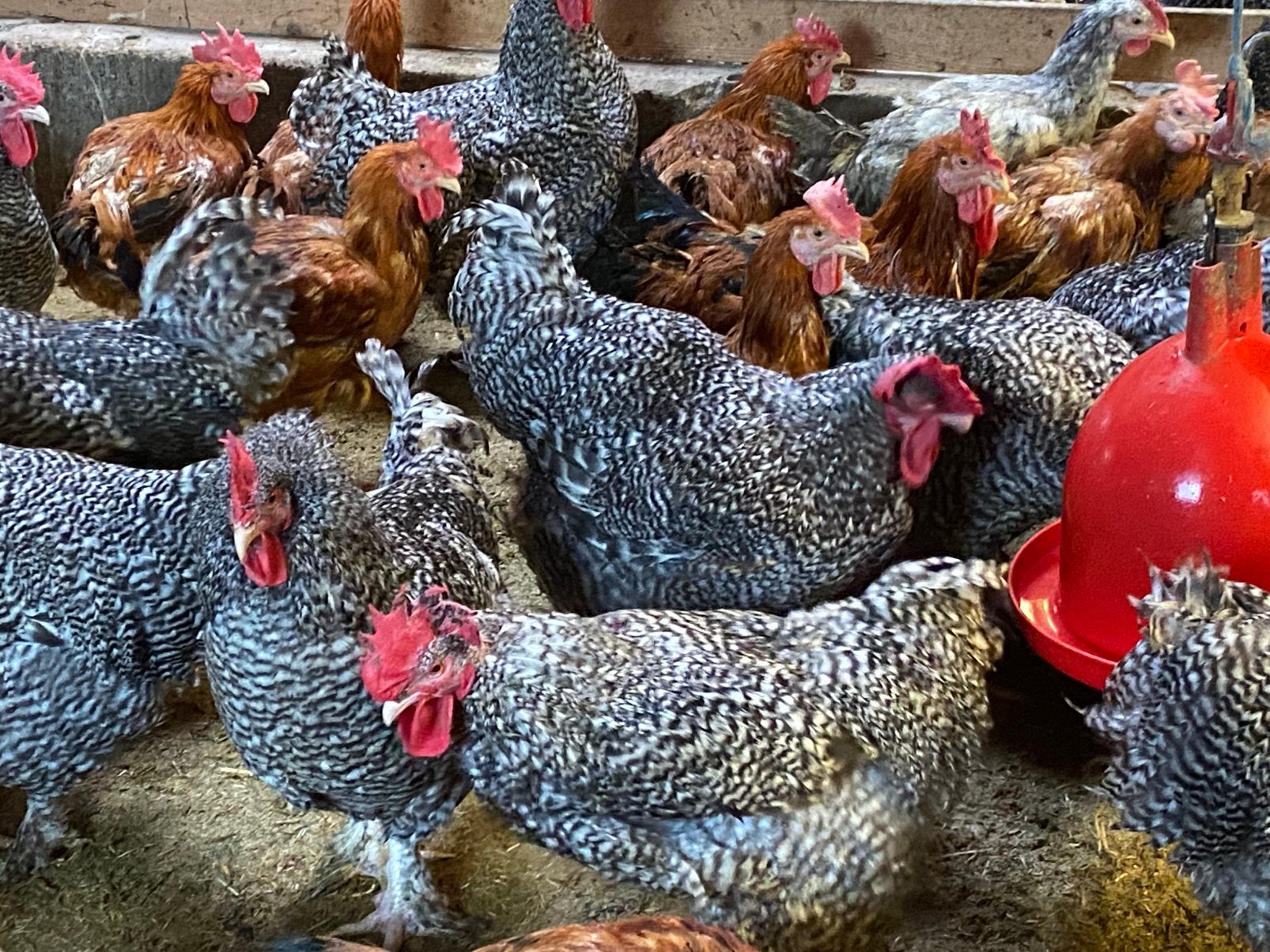 Jonge Mechelse koekoek hanen