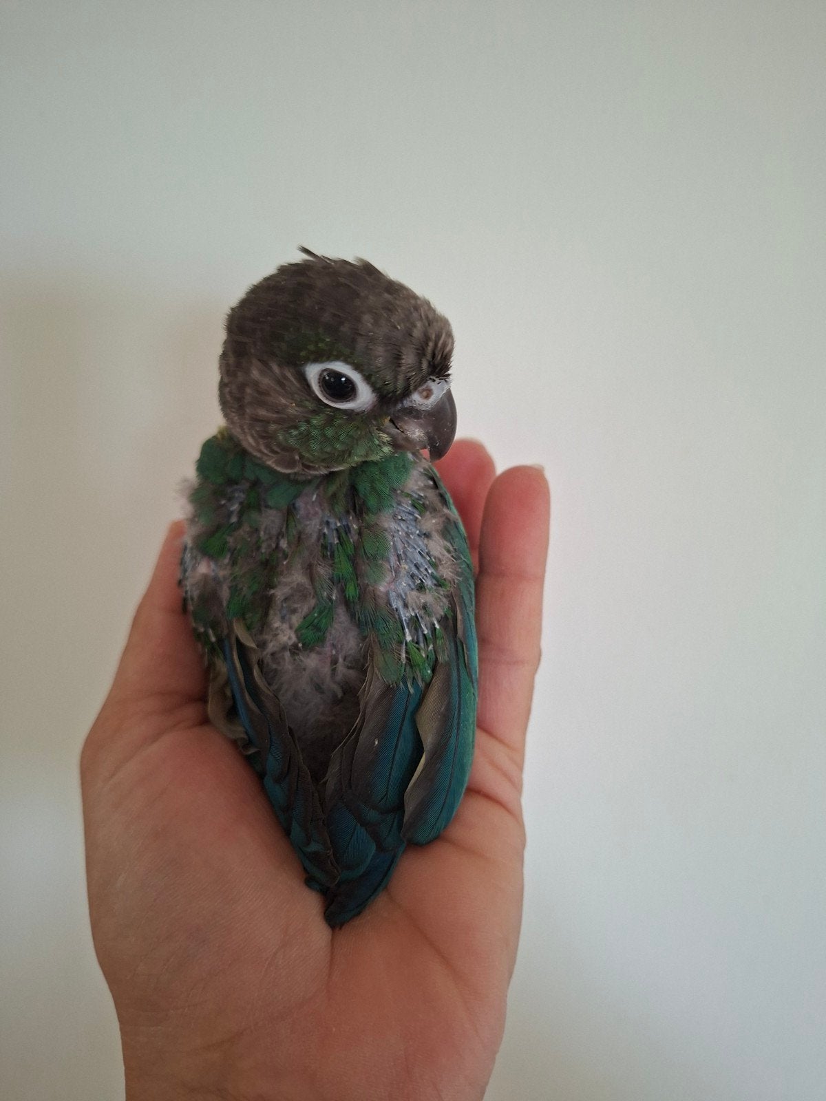 Bébé Conure molinae apprivoisé, Animaux & Accessoires