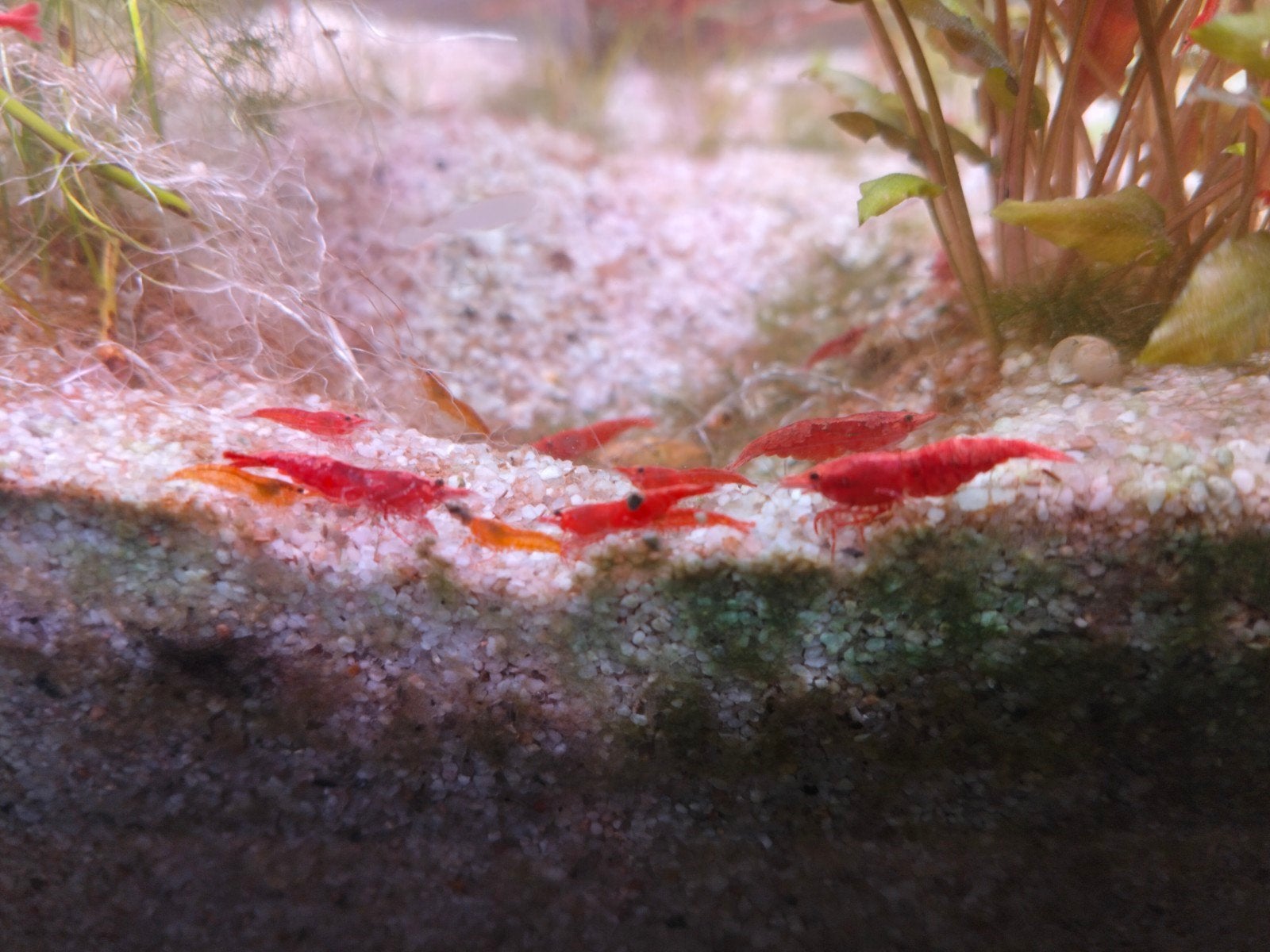 Neocaridina Davidi