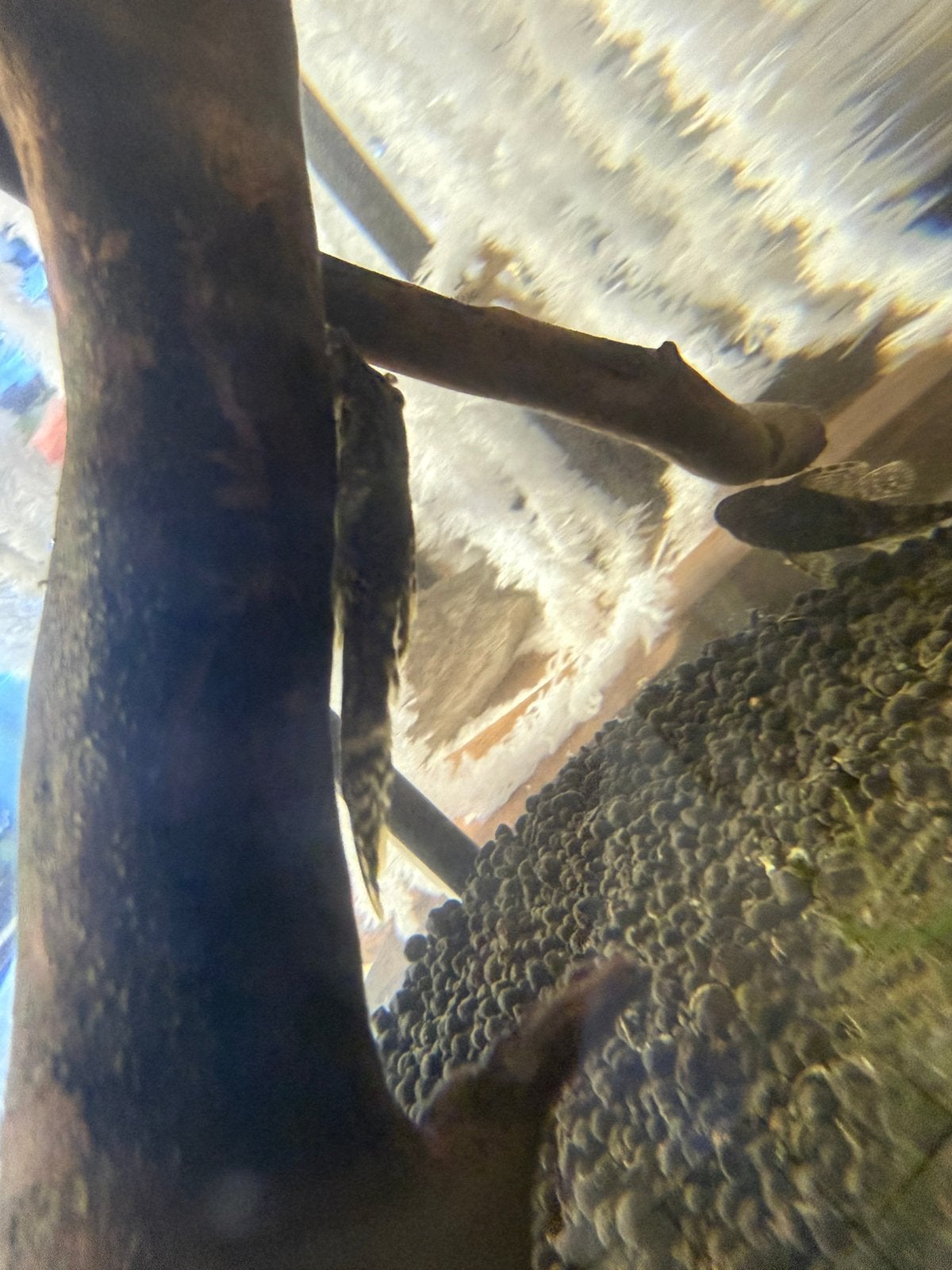 Gratis 2pleco’s, Dieren en Toebehoren, Vissen | Aquariumvissen