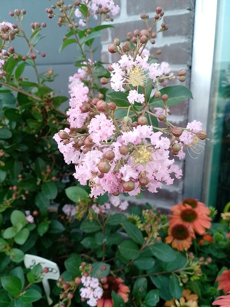 superbe rose Lagerstoemia Indica, Jardin & Terrasse, Plantes | Jardin, Autres espèces, Plein soleil, Été, Enlèvement