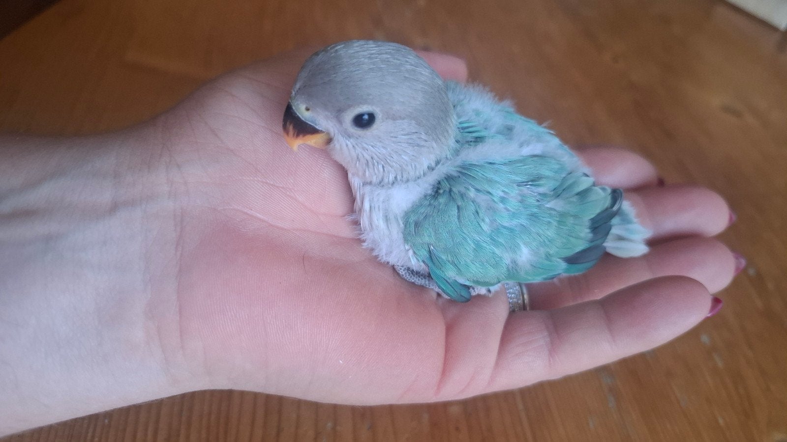 Papagaai te koop