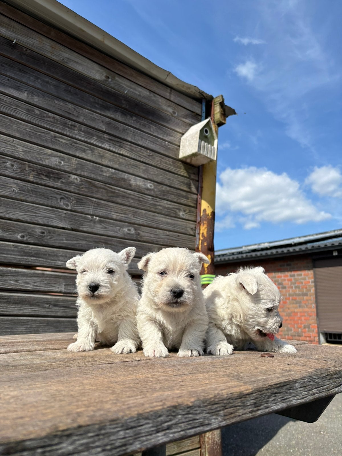 West highland white terriër pups /westy /westie/, Parvo, België, Fokker | Hobbymatig, Overige rassen