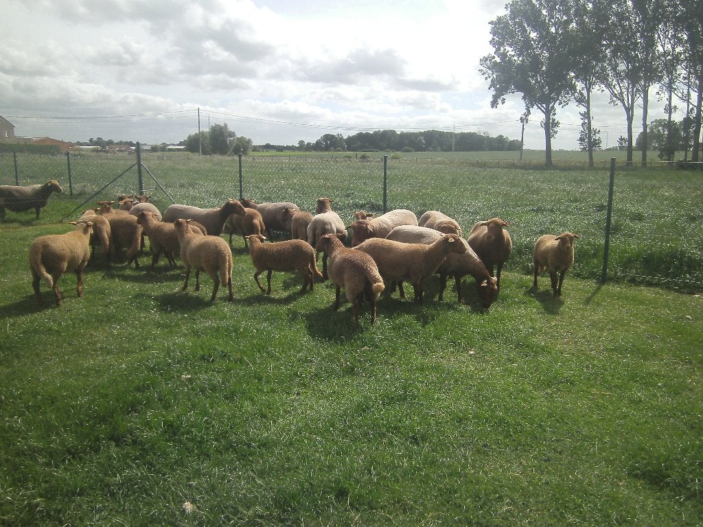 Voskoplammeren te koop, Meerdere dieren, Schaap, 0 tot 2 jaar