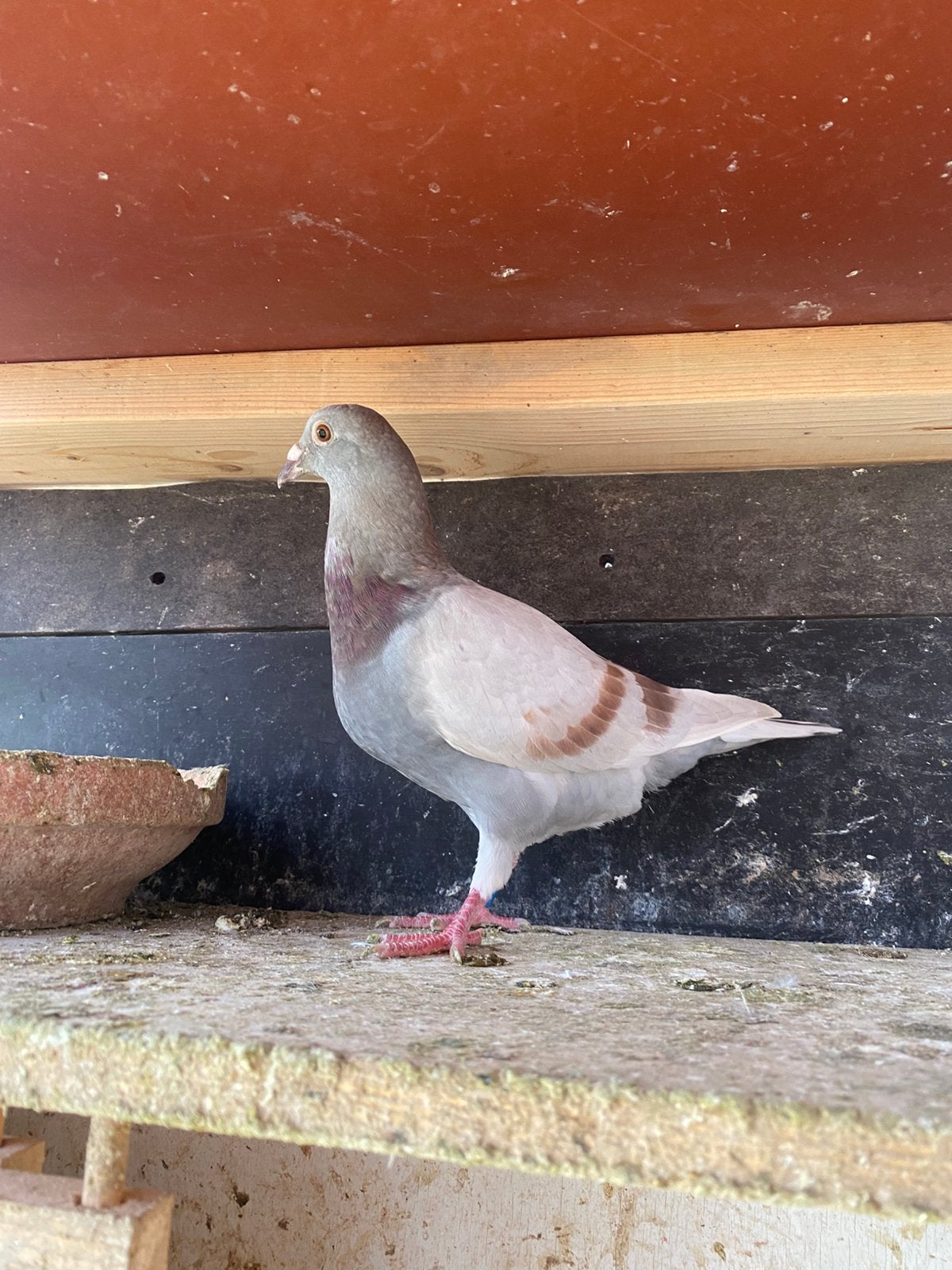 Vaal jong doffer, Dieren en Toebehoren, Vogels | Duiven, Mannelijk, Postduif