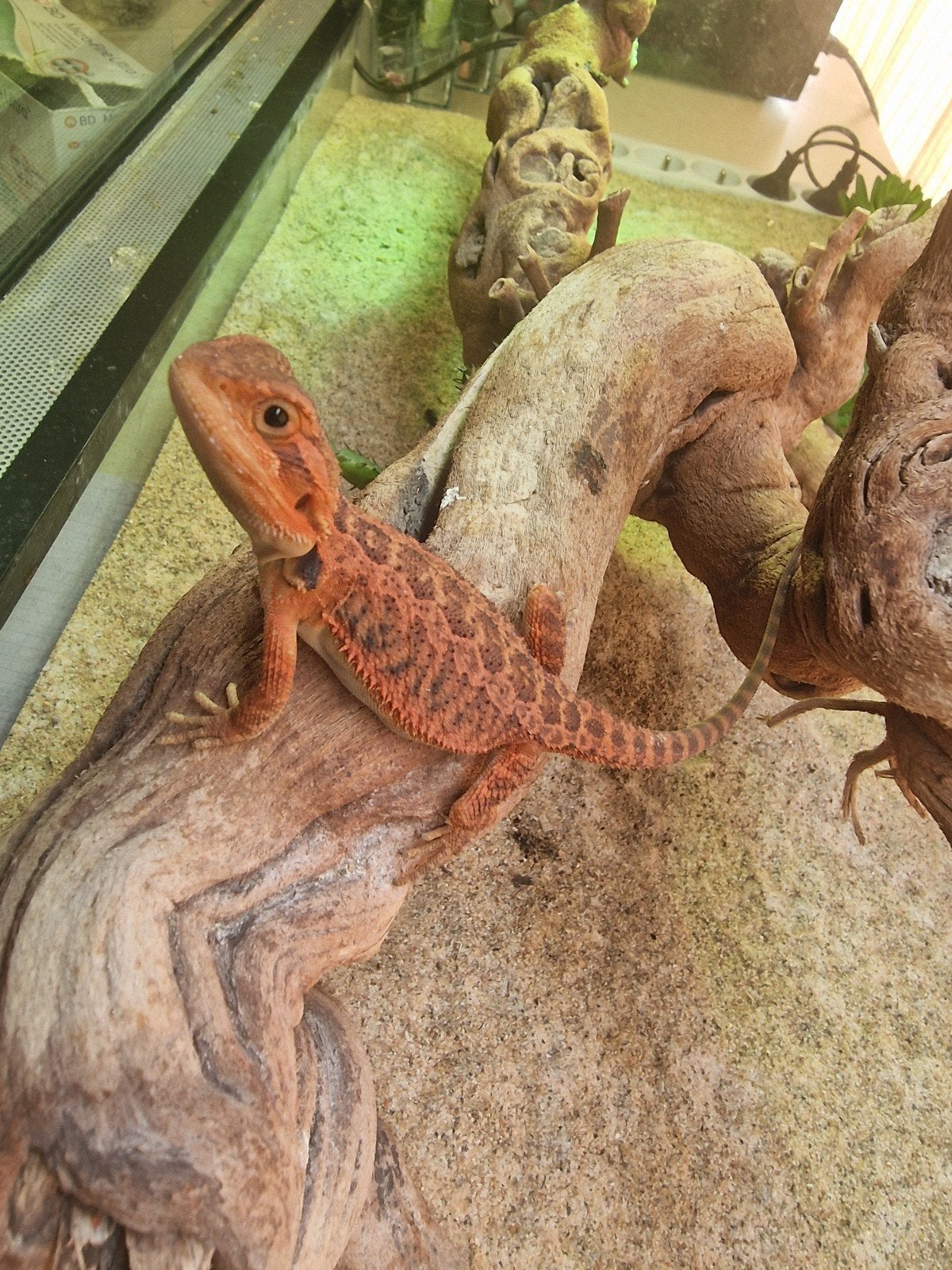 Baardagaam redmonster, Dieren en Toebehoren, Ophalen