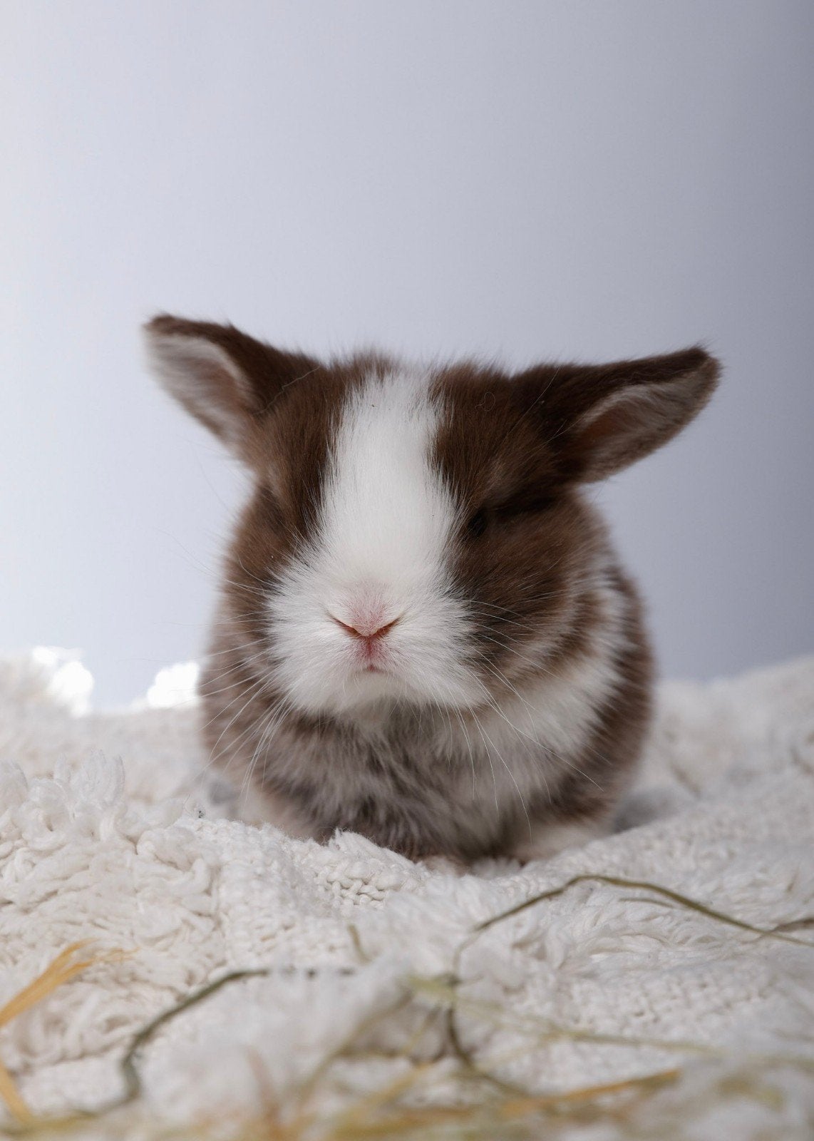 À réserver : Magnifiques Lapins Béliers Hollandais !, Animaux & Accessoires, Rongeurs & Lapins | Accessoires, Enlèvement