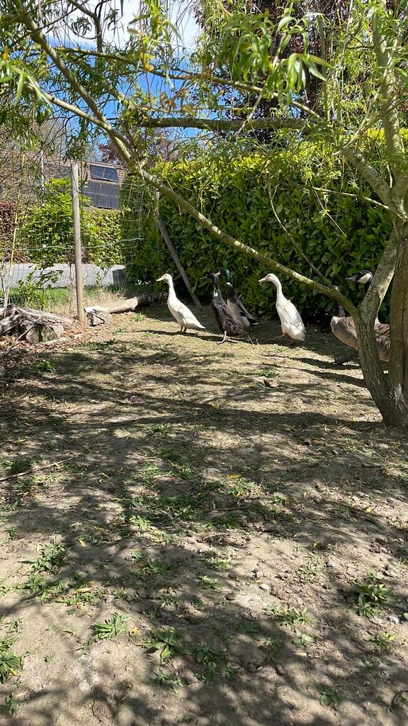 Couples de canard coureur indien, Enlèvement