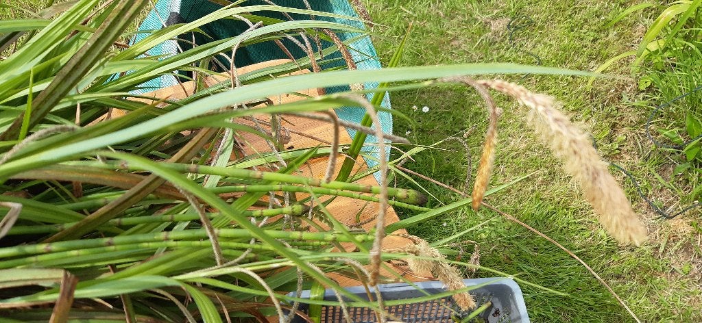 Plante d’extérieur Carex Pendula Huds, Jardin & Terrasse, Plein soleil, Été, Enlèvement, Graminées ornementales