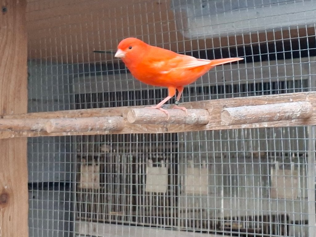 Canari a vendre, Mâle, Canari de couleur