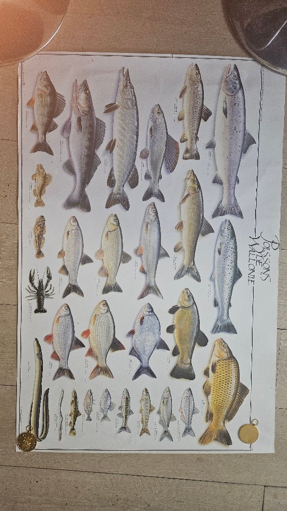 Planches didactiques poissons de Wallonie(X3), Antiek en Kunst, Antiek | Schoolplaten, Ophalen