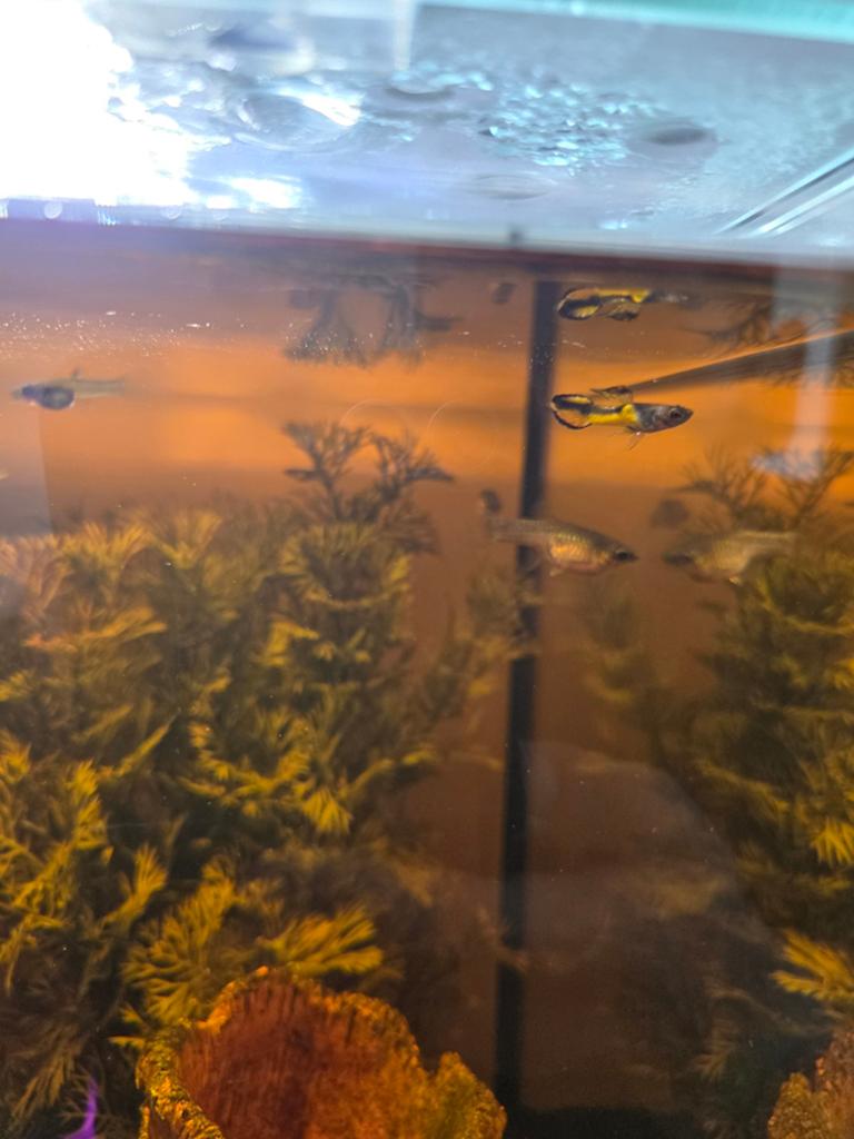 Dwerg guppies, Dieren en Toebehoren, Ophalen