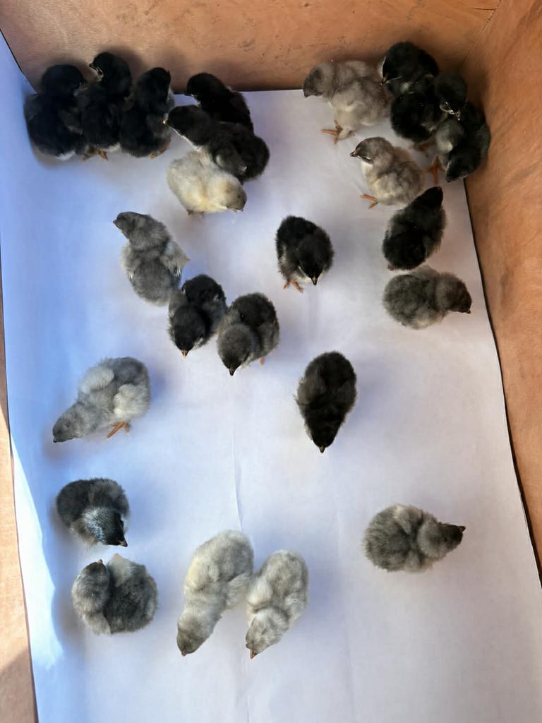 Poussin Marans