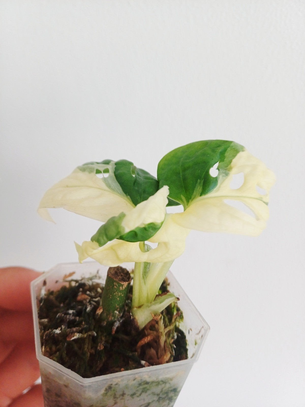 Monstera Adansonii var. Japanese tricolor, Autres espèces, En pot, Enlèvement ou Envoi, Moins de 100 cm