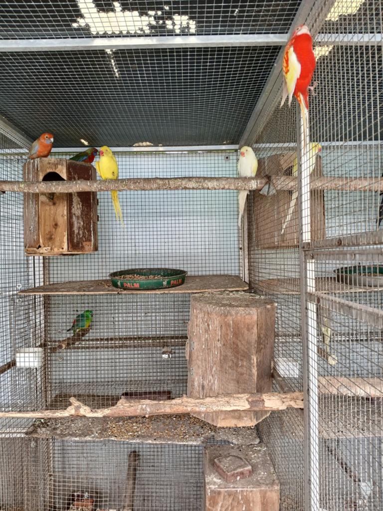 Halsbandparkieten (creme ino en lutino), Dieren en Toebehoren, Vogels | Parkieten en Papegaaien, Geslacht onbekend, Parkiet, Geringd