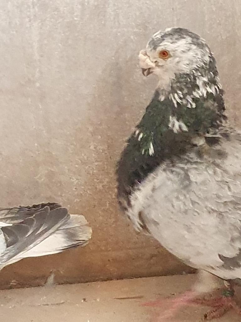 Gorguerro koppel, Dieren en Toebehoren, Meerdere dieren, Kropper