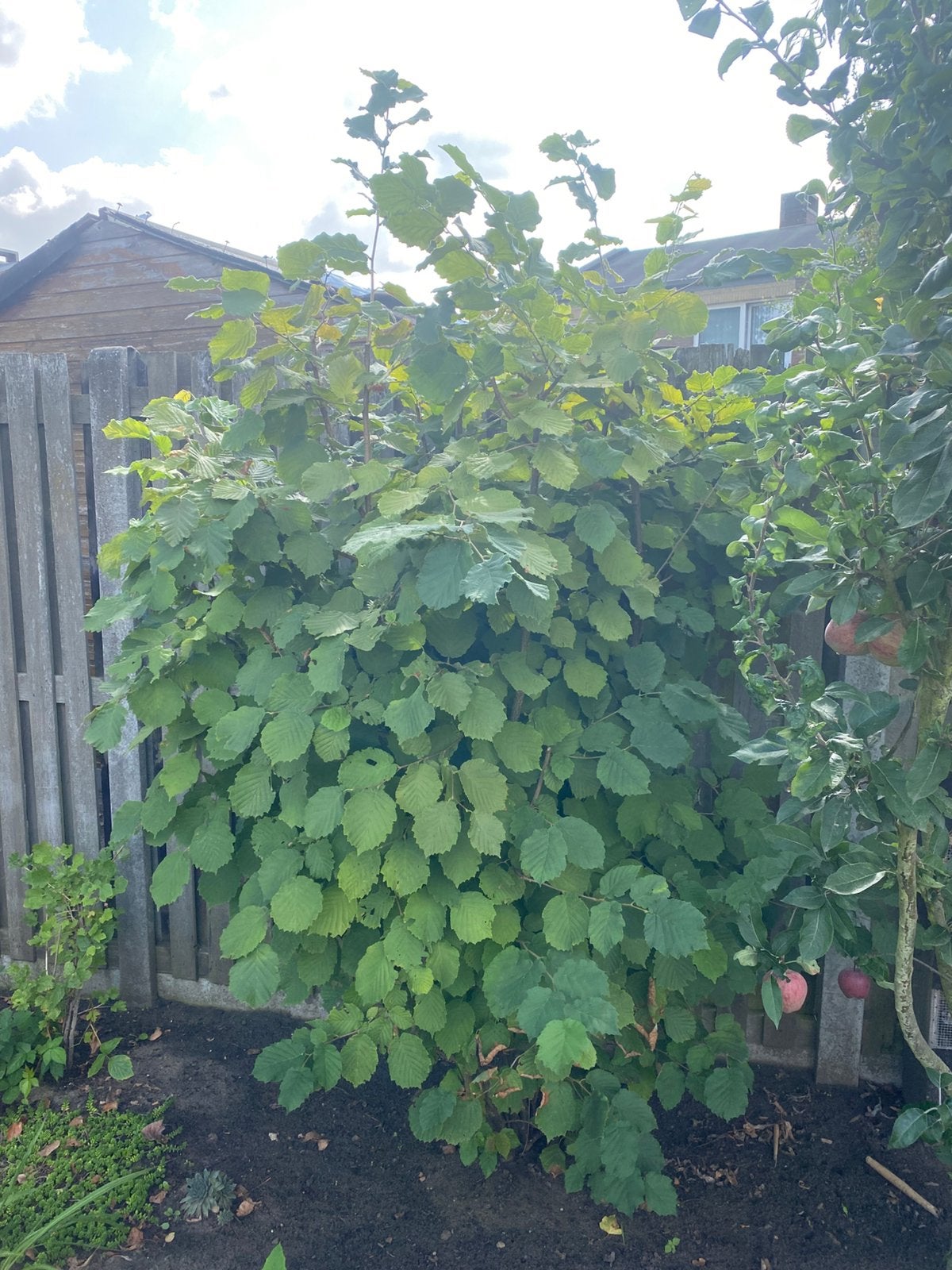Hazelaar, Tuin en Terras, Ophalen