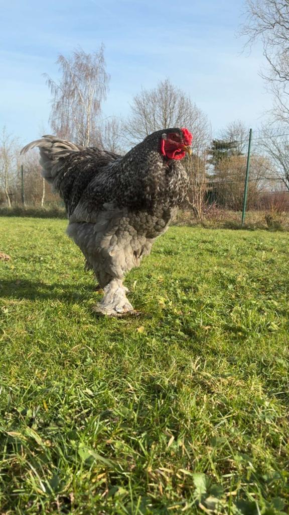 Brahma haan te koop