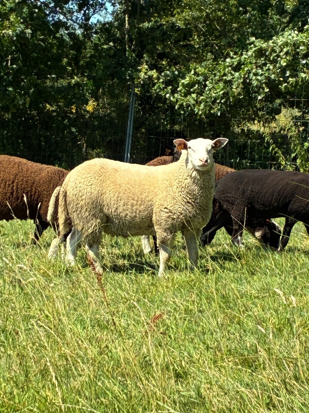 Dek bok, Animaux & Accessoires, Moutons, Chèvres & Cochons