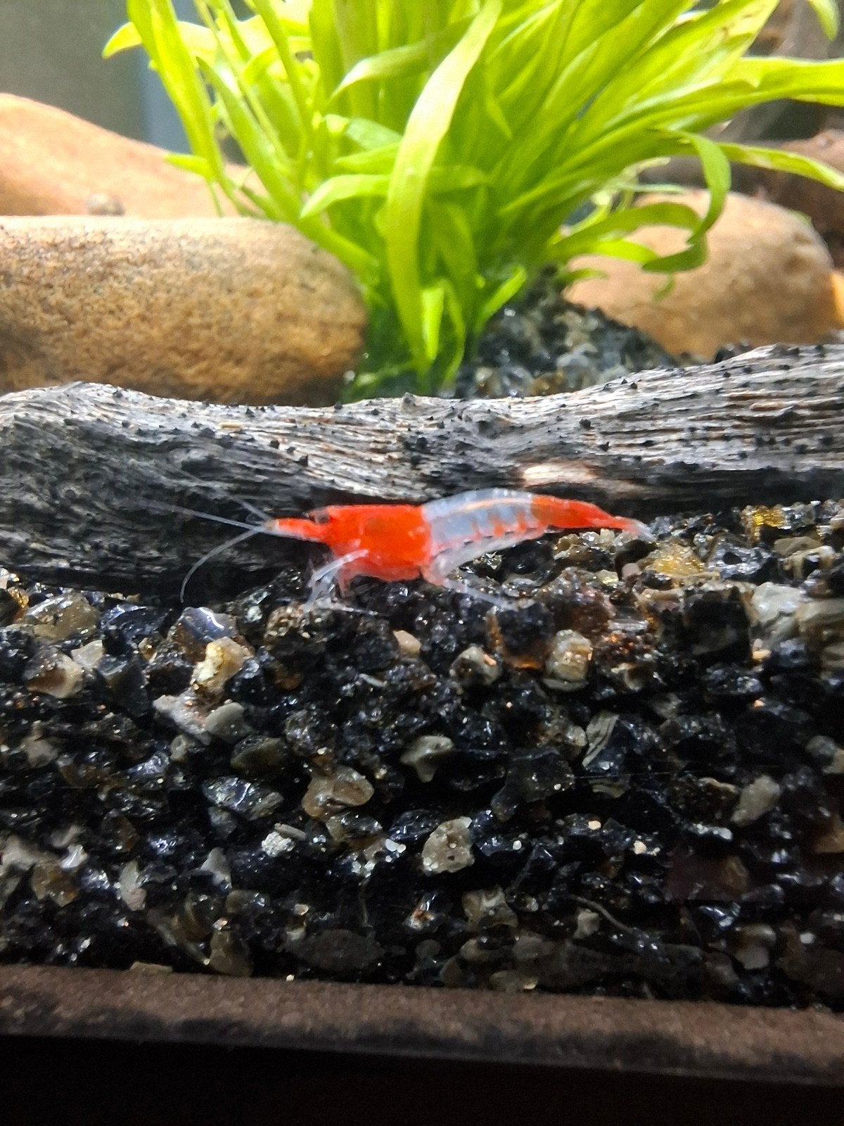 Neocaridina red rili