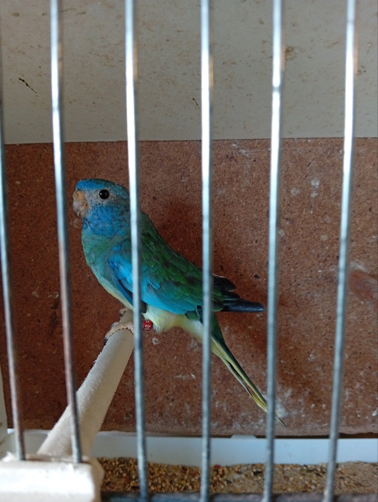 Aqua Splendid pop 24, Dieren en Toebehoren, Geringd