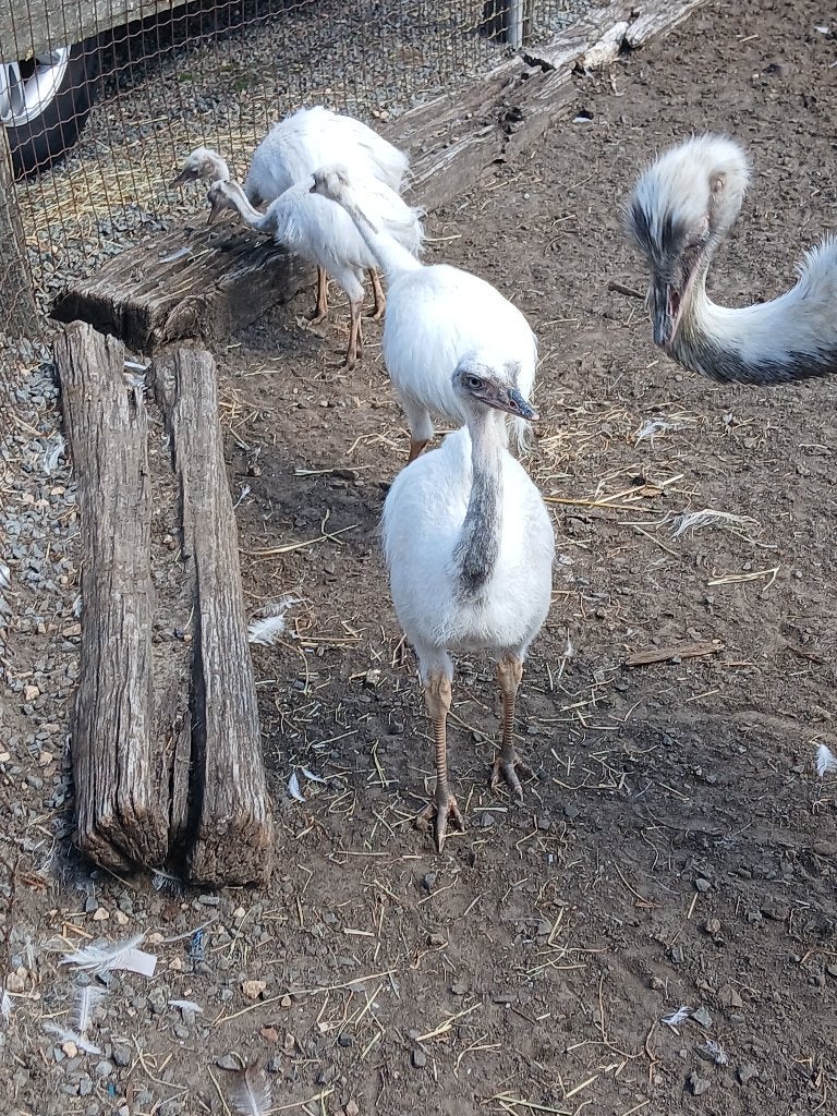 Witte nandoe kuikens, Animaux & Accessoires, Volatiles, Plusieurs animaux, Autres espèces