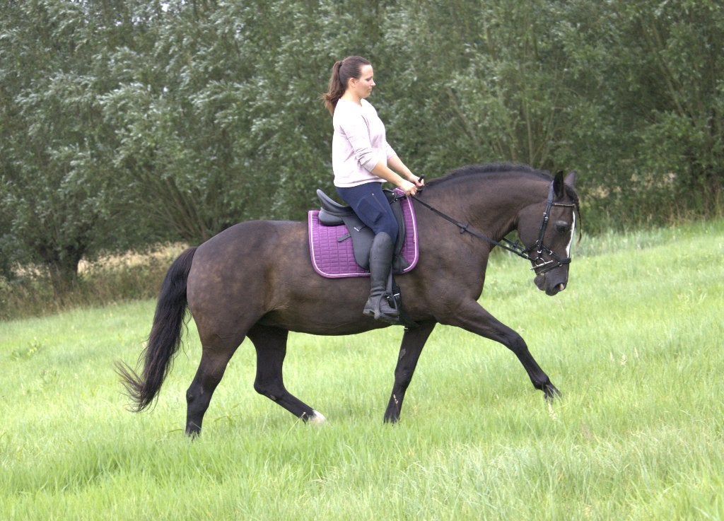 Halve stal: 2 tot 3 keer per week, Dieren en Toebehoren, Stalling en Weidegang