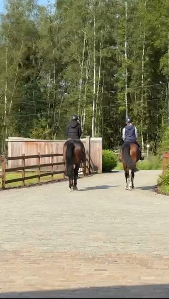 Professionele training op maat voor jouw paard., Dieren en Toebehoren, Paarden, Onbeleerd