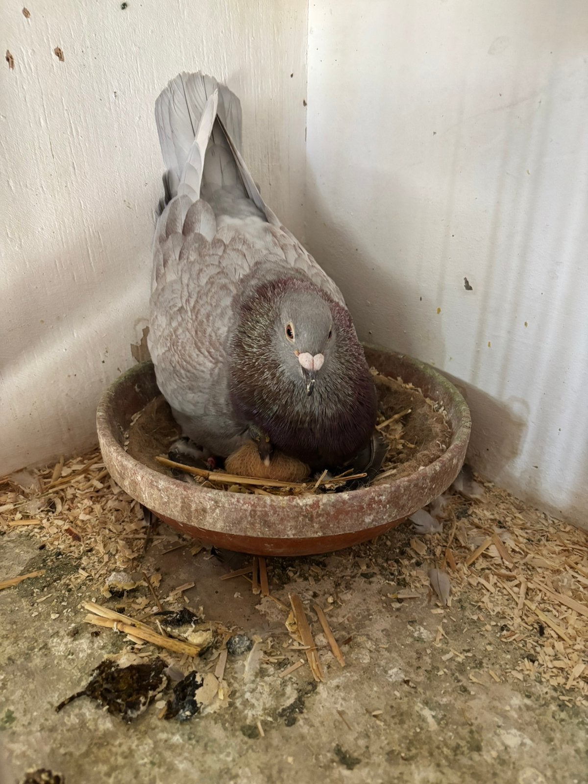 1 jonge kleur/reisduif te reserveren