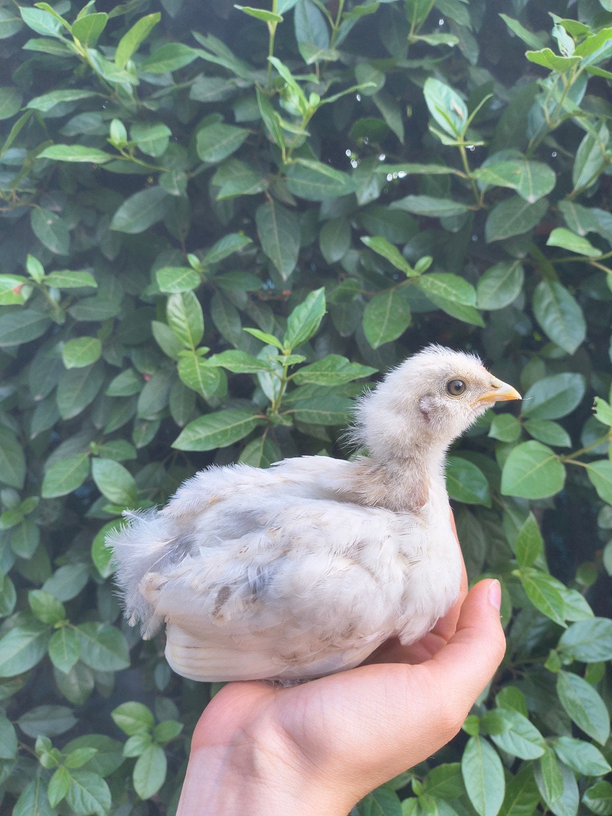 kleurlegger kuikens, Sexe inconnu, Poule ou poulet