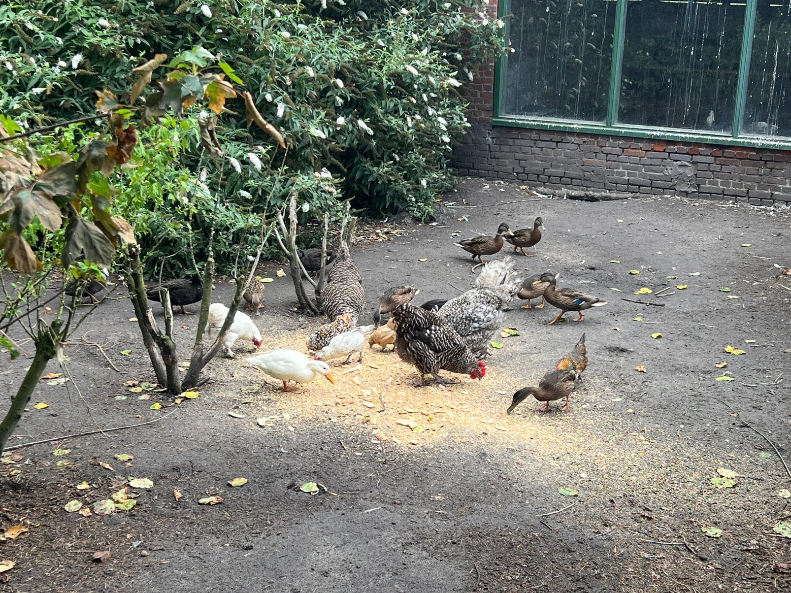 Eenden, Dieren en Toebehoren, Pluimvee, Meerdere dieren, Eend